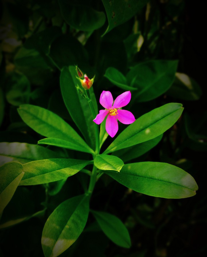 flower