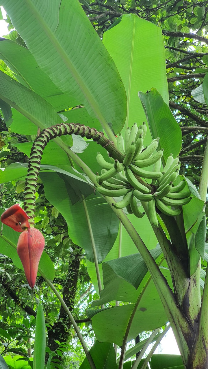 banana