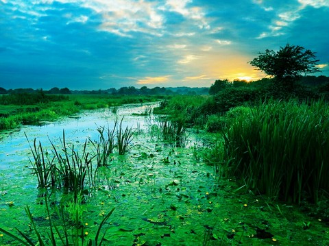 hình nền ecosystem, nature