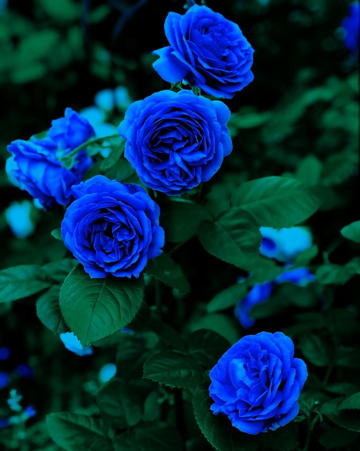Roses