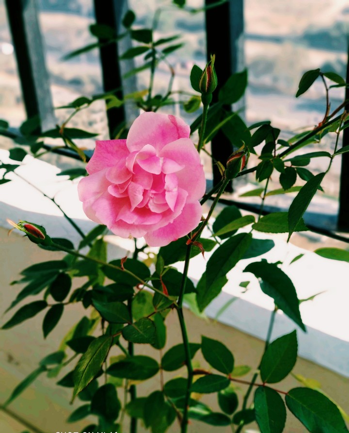 Beautiful Rose
