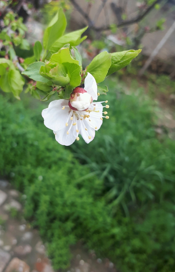 spring