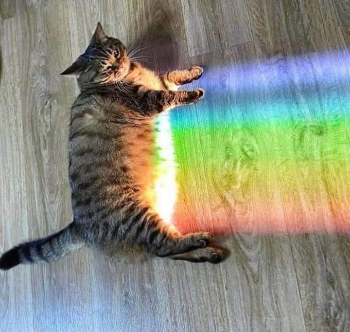 Rainbow cat =^_^=