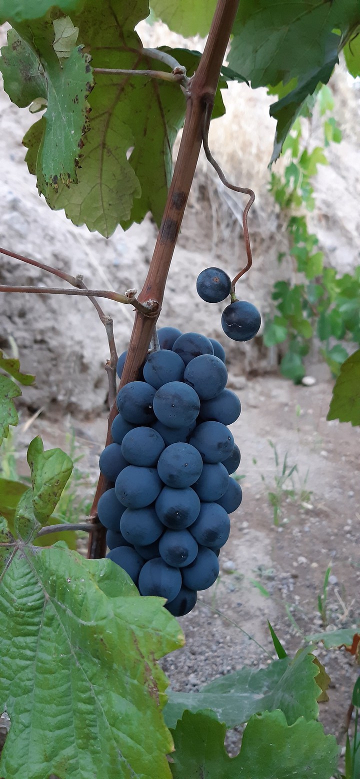 Fruit garden