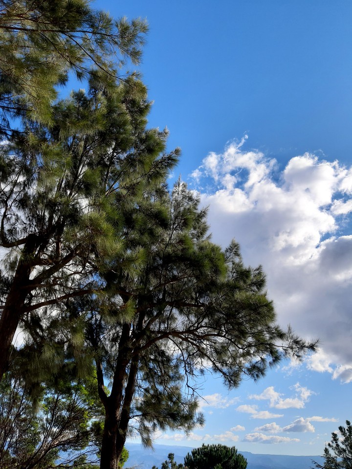 Blue sky in Winter