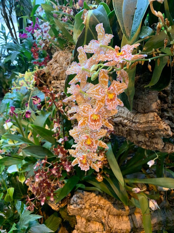 orchid