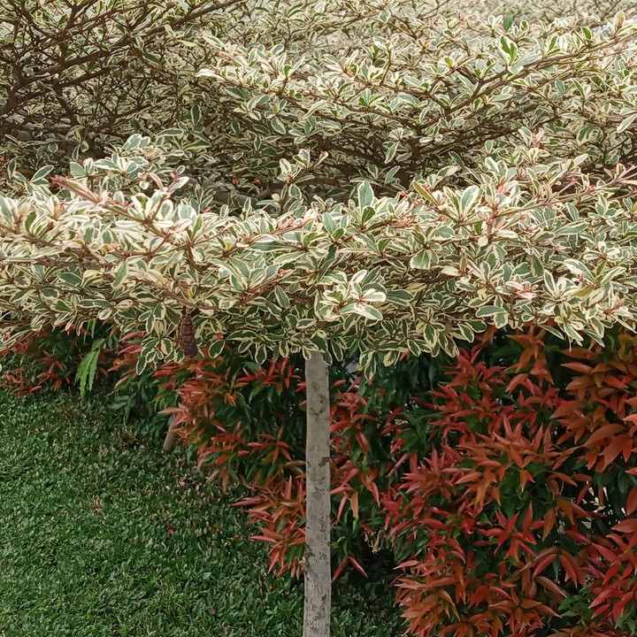 tree color