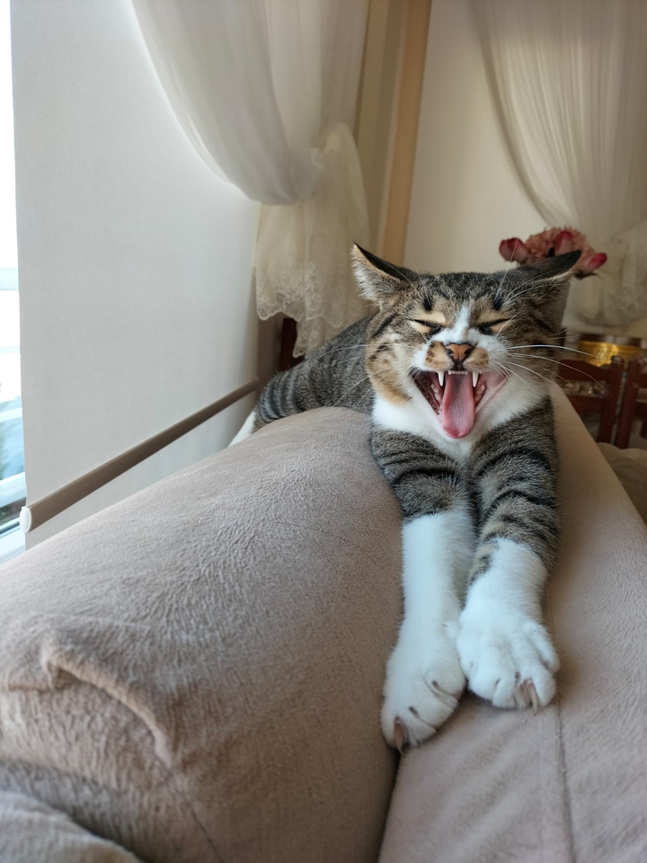 Leo