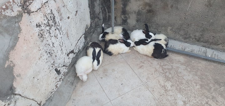 my rabbits