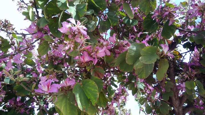 Blooming