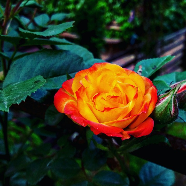 Spring rose