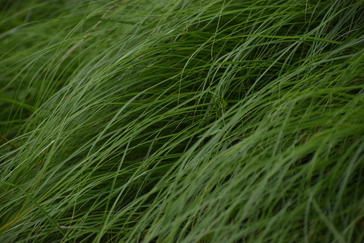 feather of earth ?