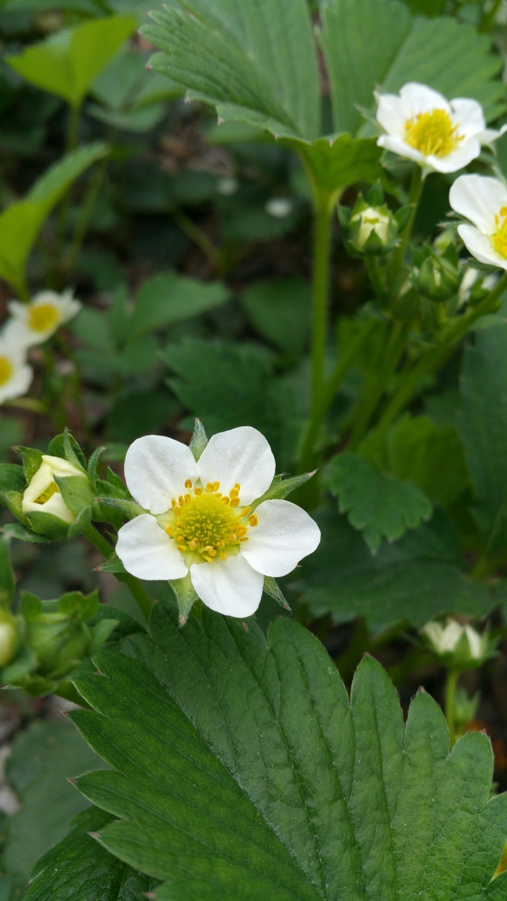 strawberry flower