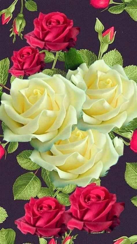 rose