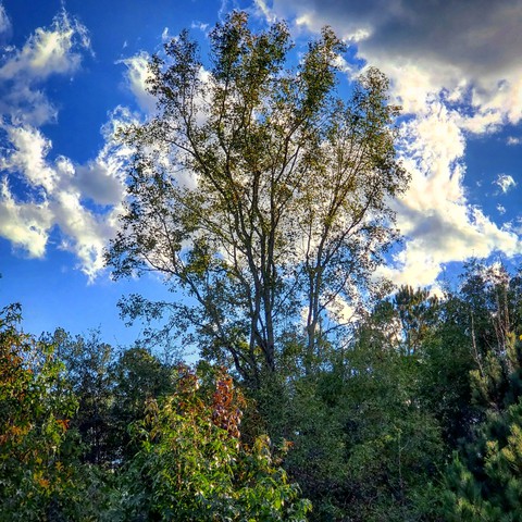 Strength in Trees