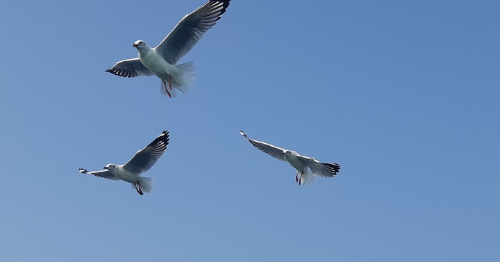 birds