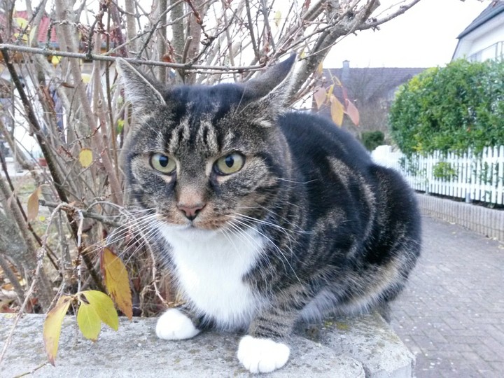 Kater Konzi