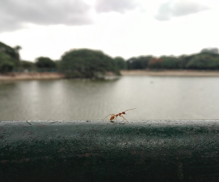 Red Ant..