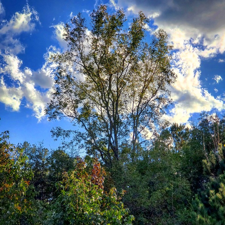Strength in Trees