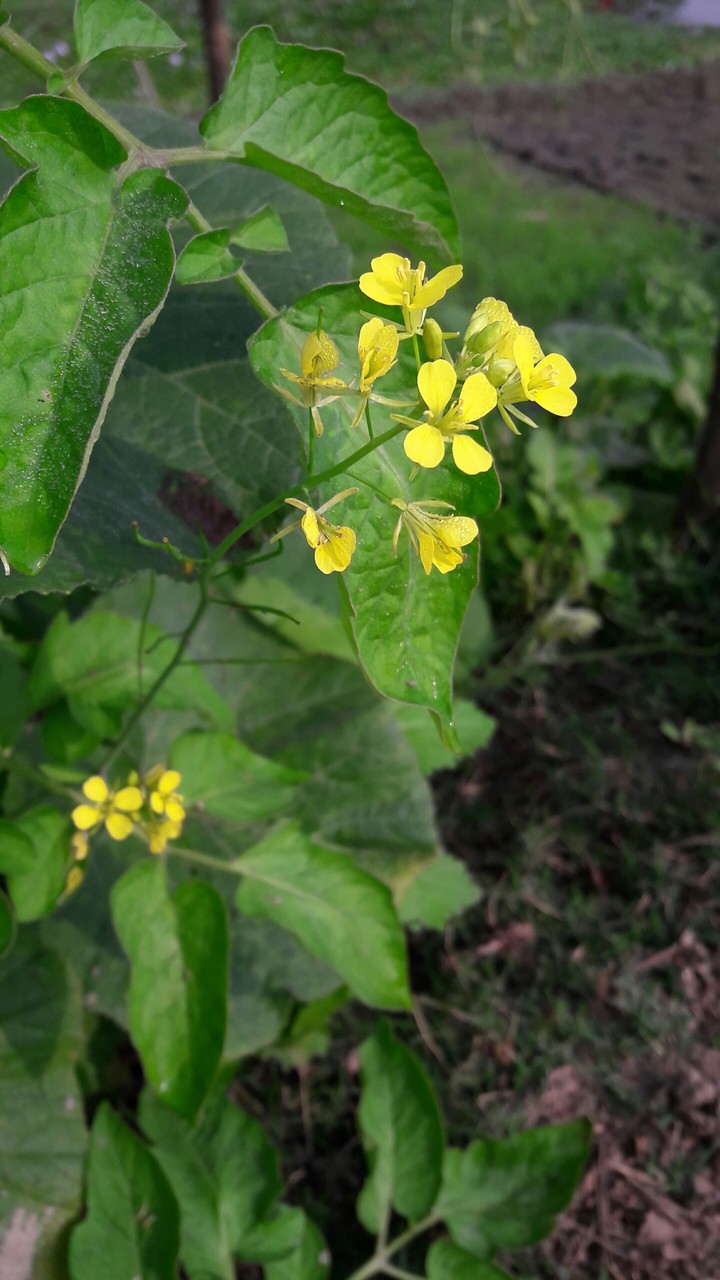 Mustard flower