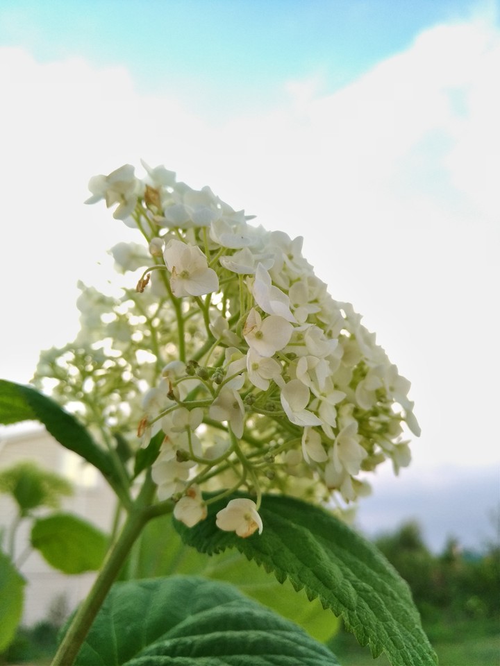 Hydrangea