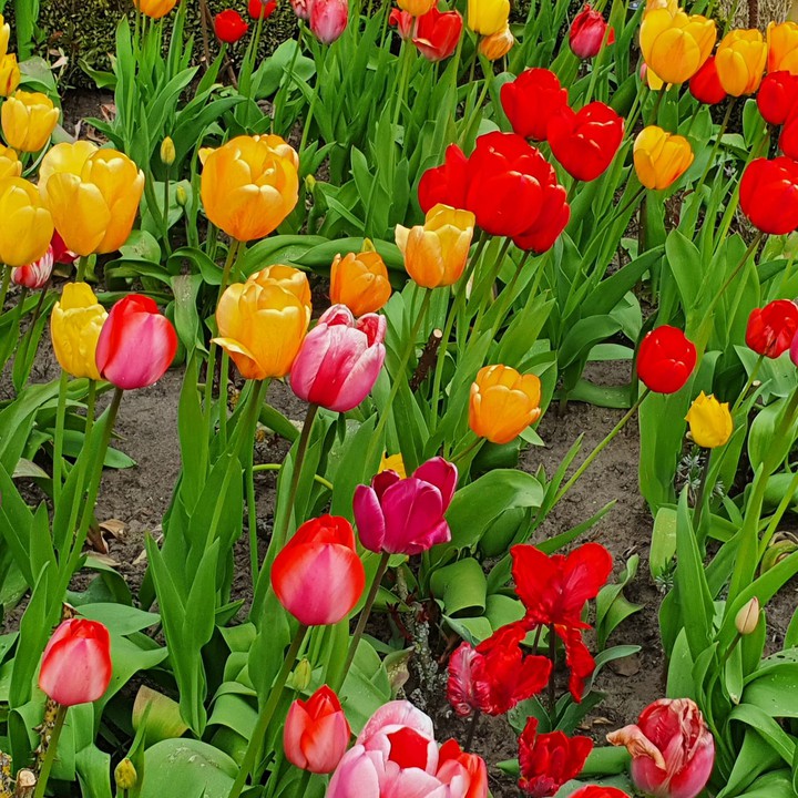 Spring is coming
