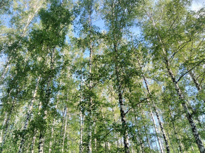 Shadow of green