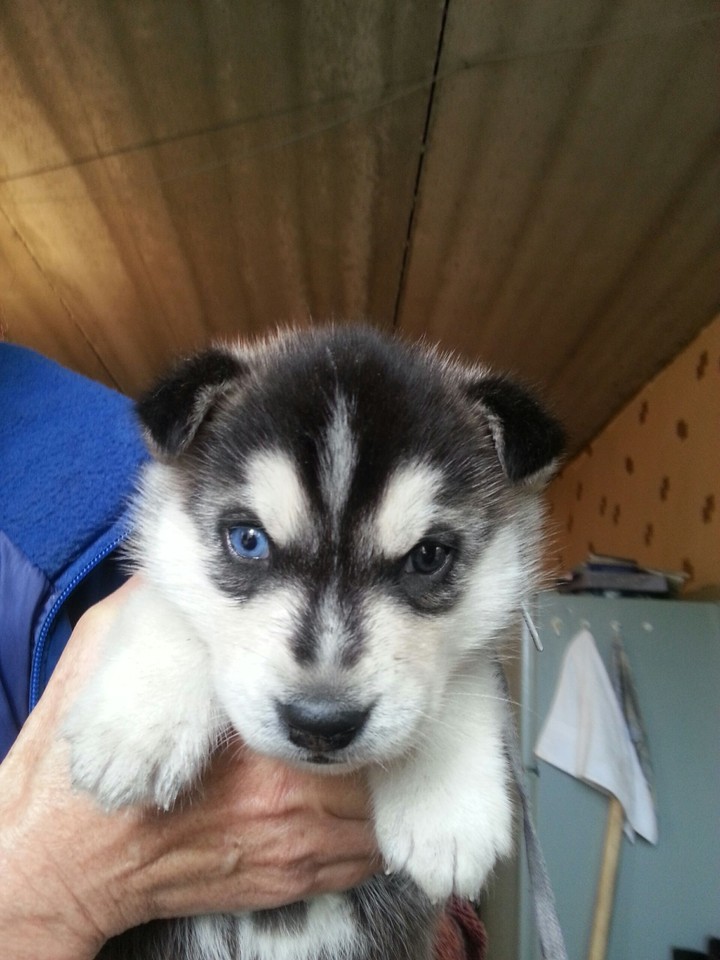 cute husky