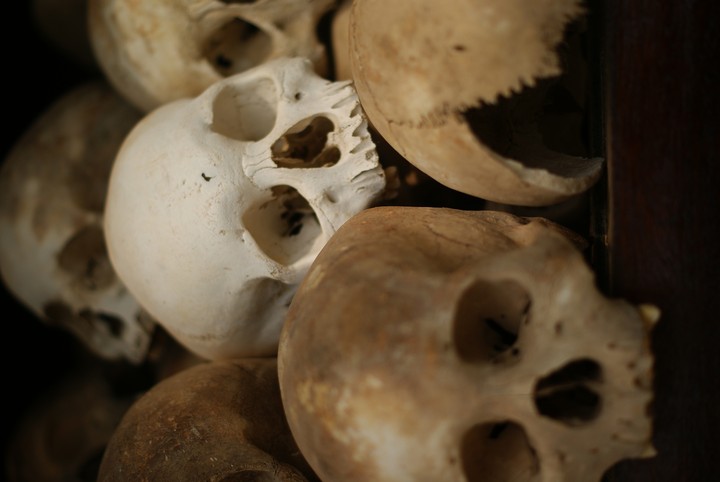 Human Skeleton