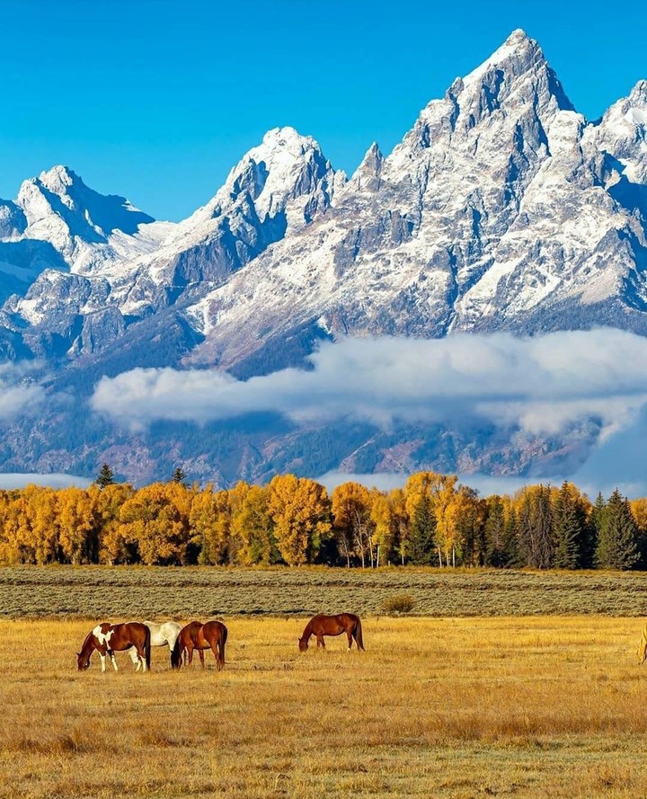 #meadow