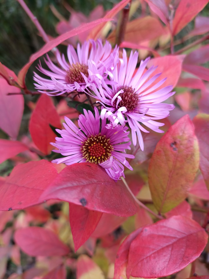 autumn