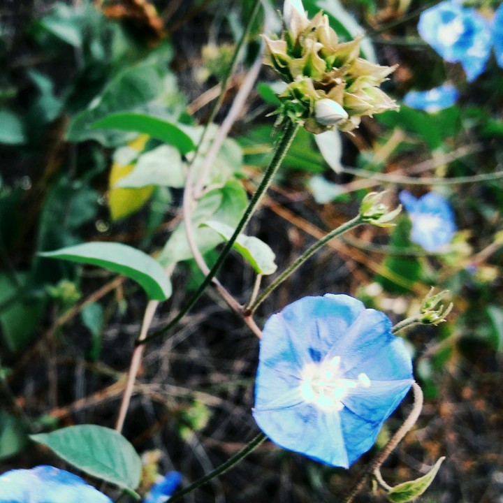 flowers