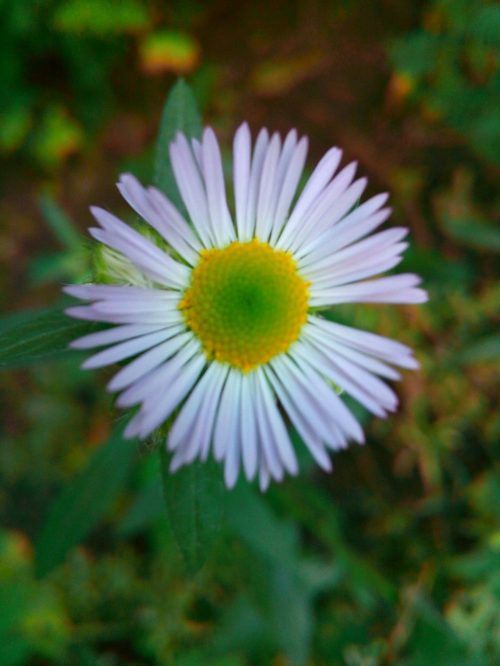 Chamomile