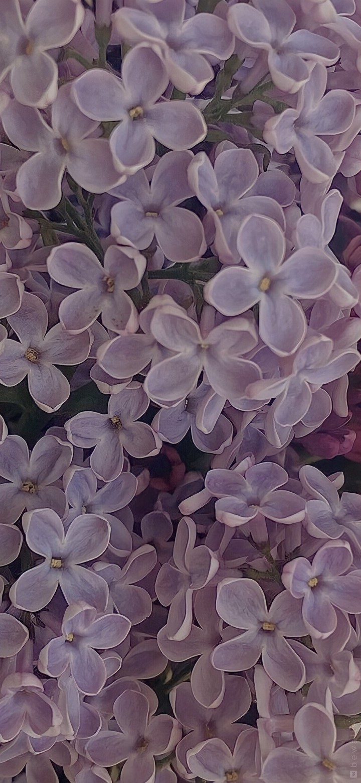 ʟ ɪ ʟ ᴀ ᴄ    ʙ ᴜ s ʜ