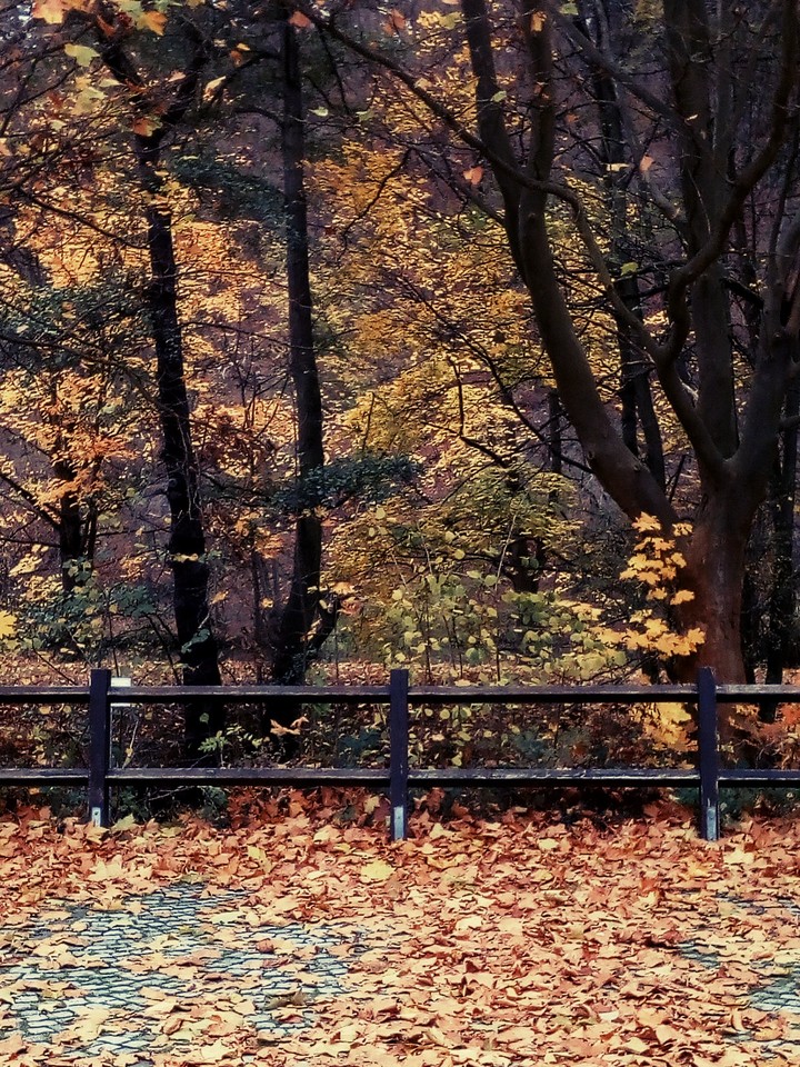 Herbst in Sachsen