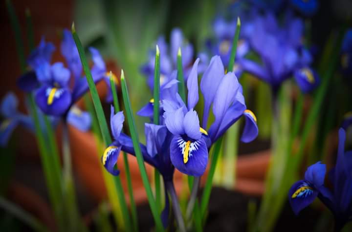 iris