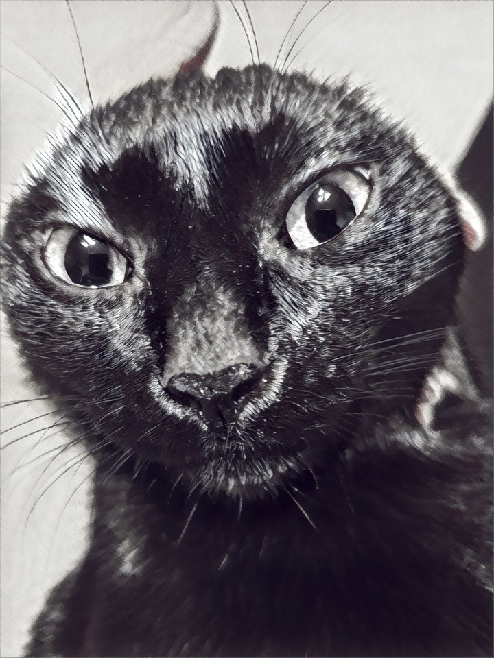кошка