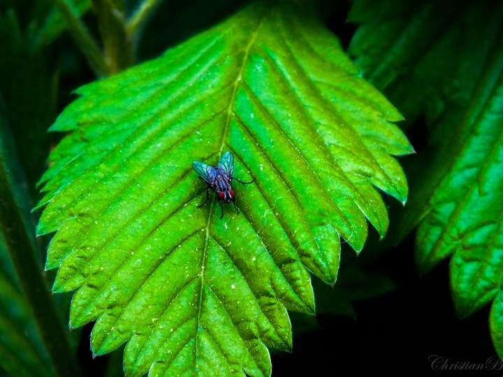 in garden