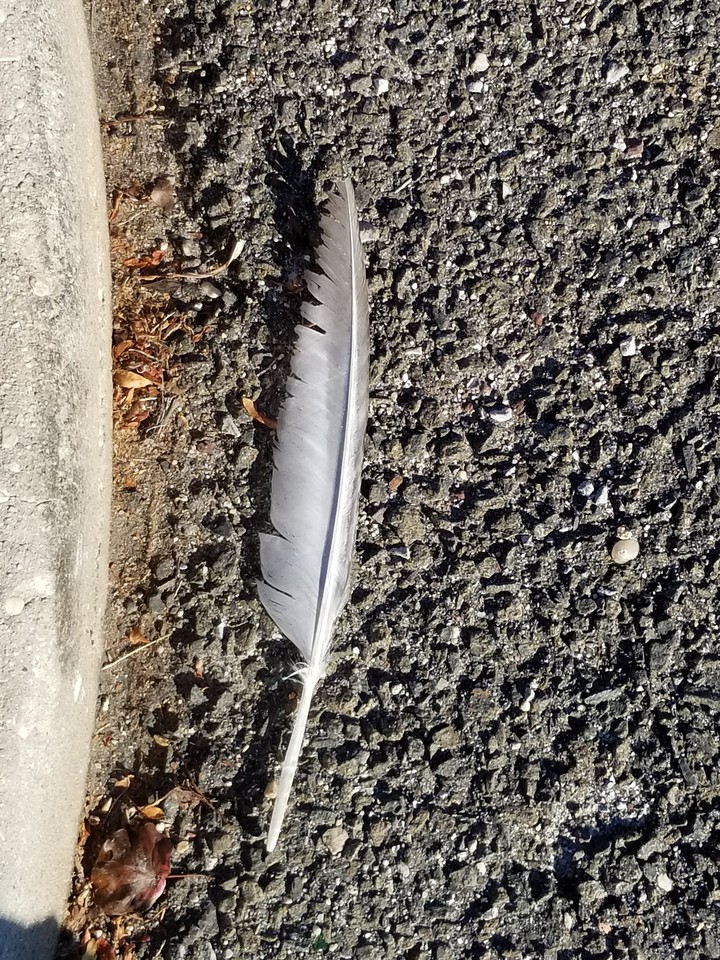 Feather