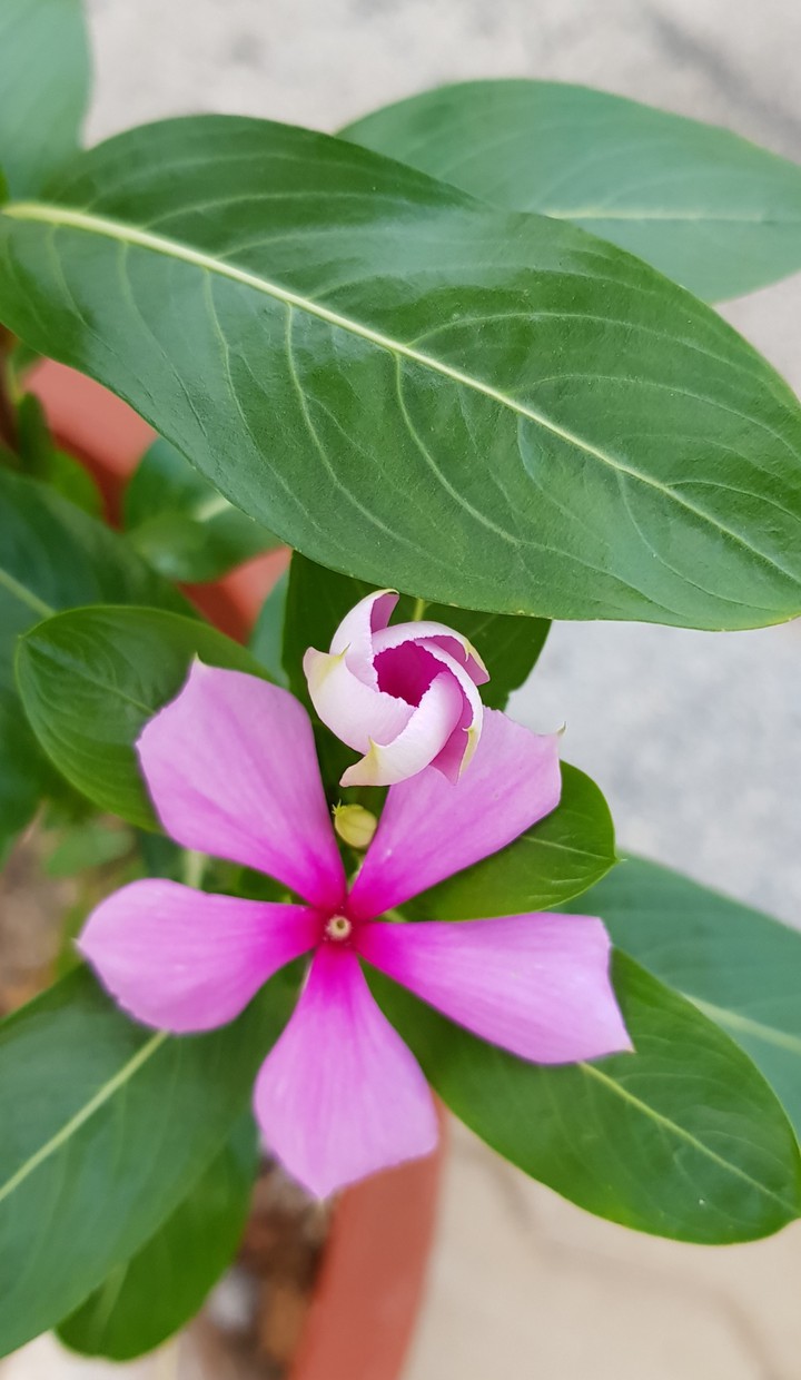 꽃