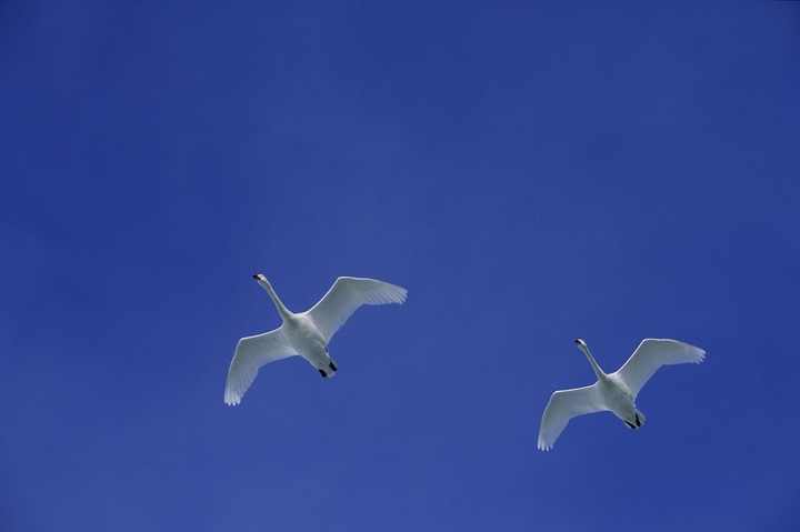 Birds
