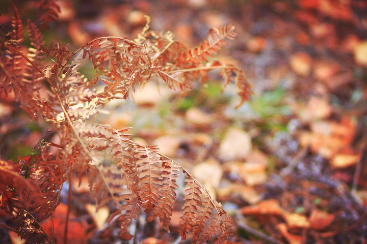 Gold autumn