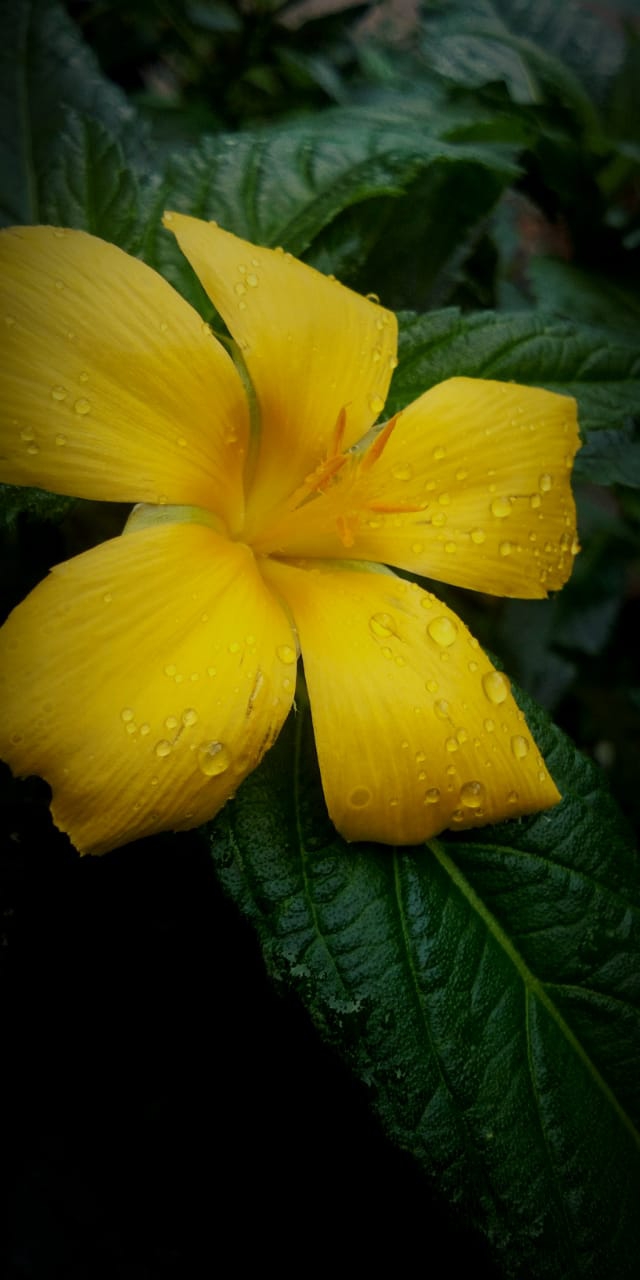 wet by the rain