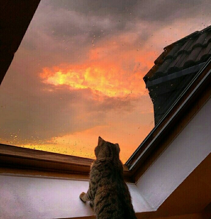 Sunrise and cat