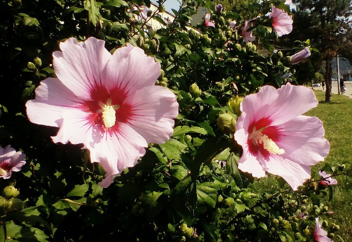 flowers