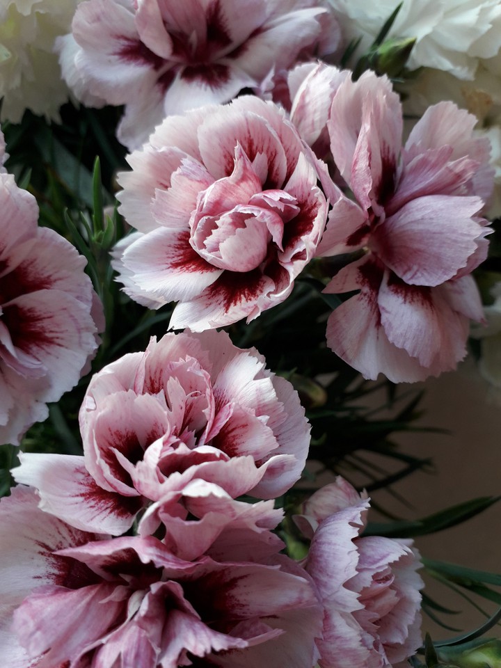 flowers