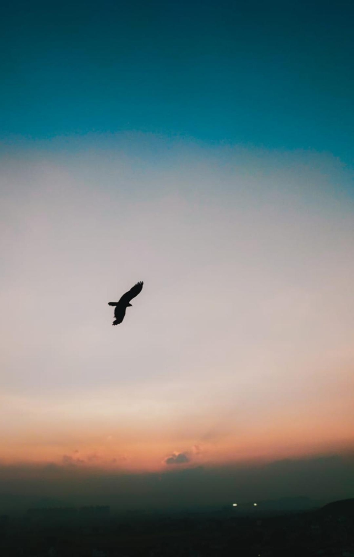 FREE