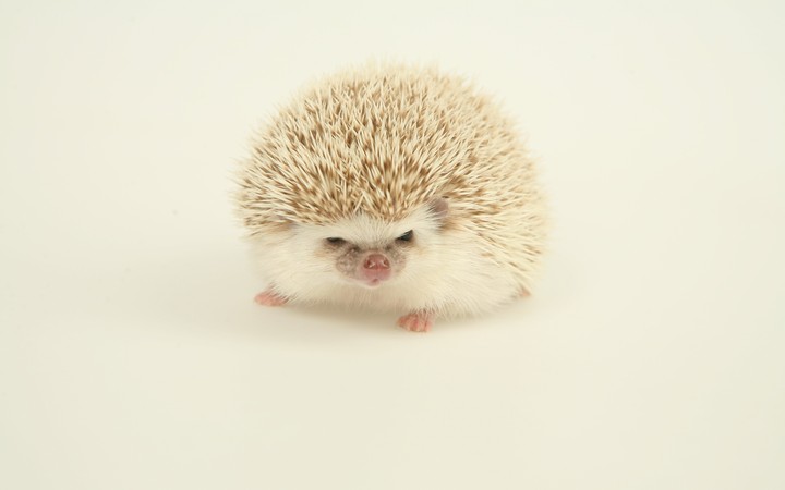 hedgehog