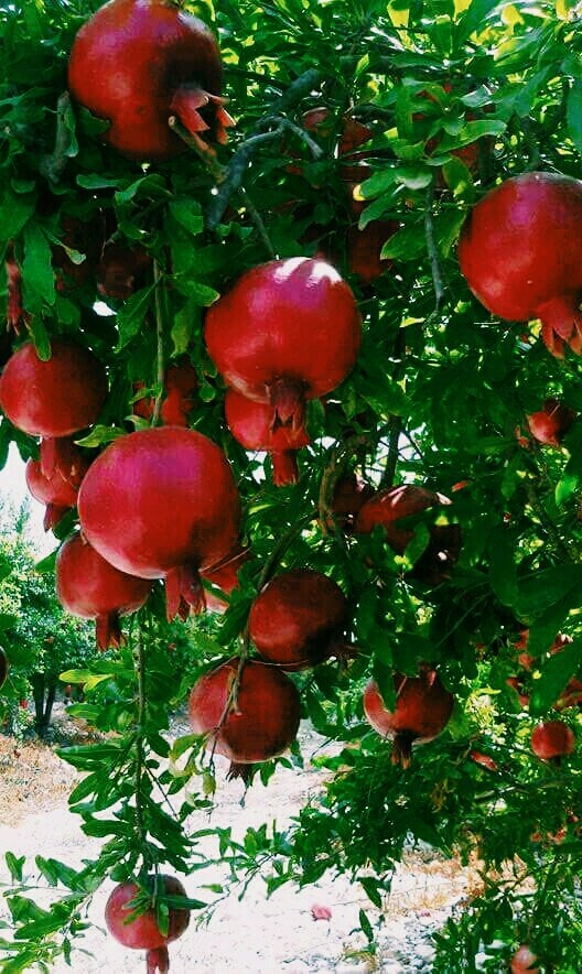 NAR (pomegranate)
