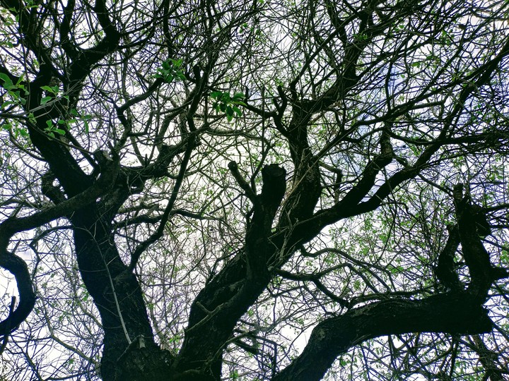 At a shade of Almond Tree
